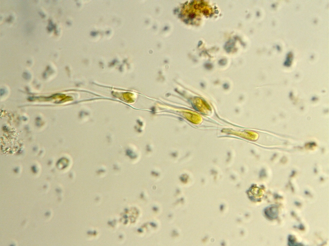 Confronto fra Telecamera MOTICAM 2300 e NIKON D300